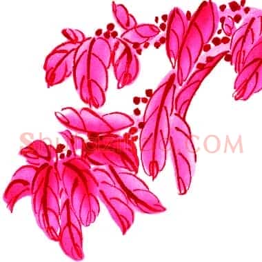 近现代齐白石国画《花卉.TIF》高清大图资源下载
